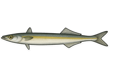 Grand lançon - Hyperoplus lanceolatus