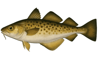 Capelan de Méditerranée - Trisopterus minutus capelanus