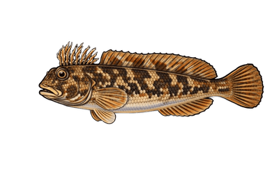 Blennie gattorugine - Parablennius gattorugine