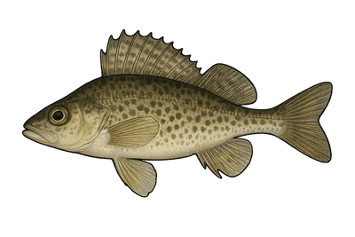 Grémille - Gymnocephalus cernua