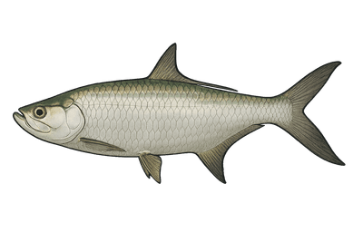 Tarpon - Megalops atlanticus
