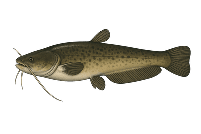 Silure d'Aristote - Silurus aristotelis