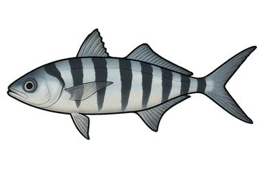 Poisson-pilote - Naucrates ductor