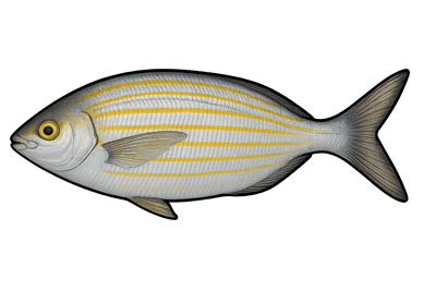 Saupe - Sarpa salpa
