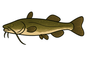 Silure glane - Silurus glanis