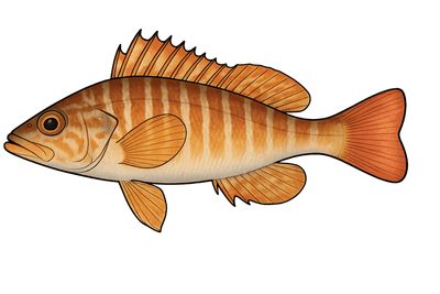 Serran chevrette - Serranus cabrilla