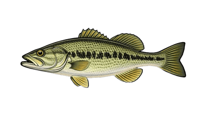 Black-bass - Micropterus salmoides