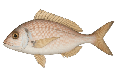 Pageot acarne - Pagellus acarne