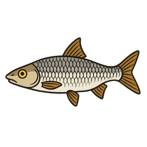 Hotu - Chondrostoma nasus
