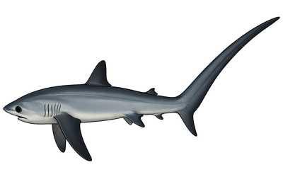 Requin renard - Alopias vulpinus