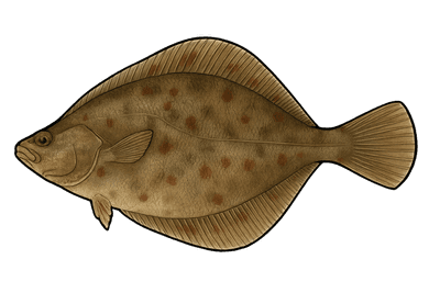 Flet commun - Platichthys flesus