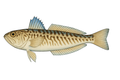 Vive commune - Trachinus draco