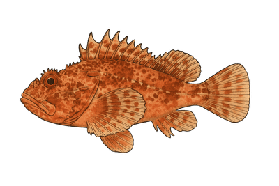 Rascasse rouge - Scorpaena scrofa