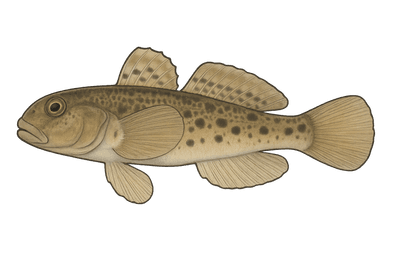 Gobie à taches noires - Neogobius melanostomus