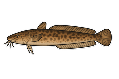 Motelle à cinq barbillons - Ciliata mustela