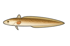 Congre des Baléares (Ariosoma balearicum) — fiche espèce Fishing Grid