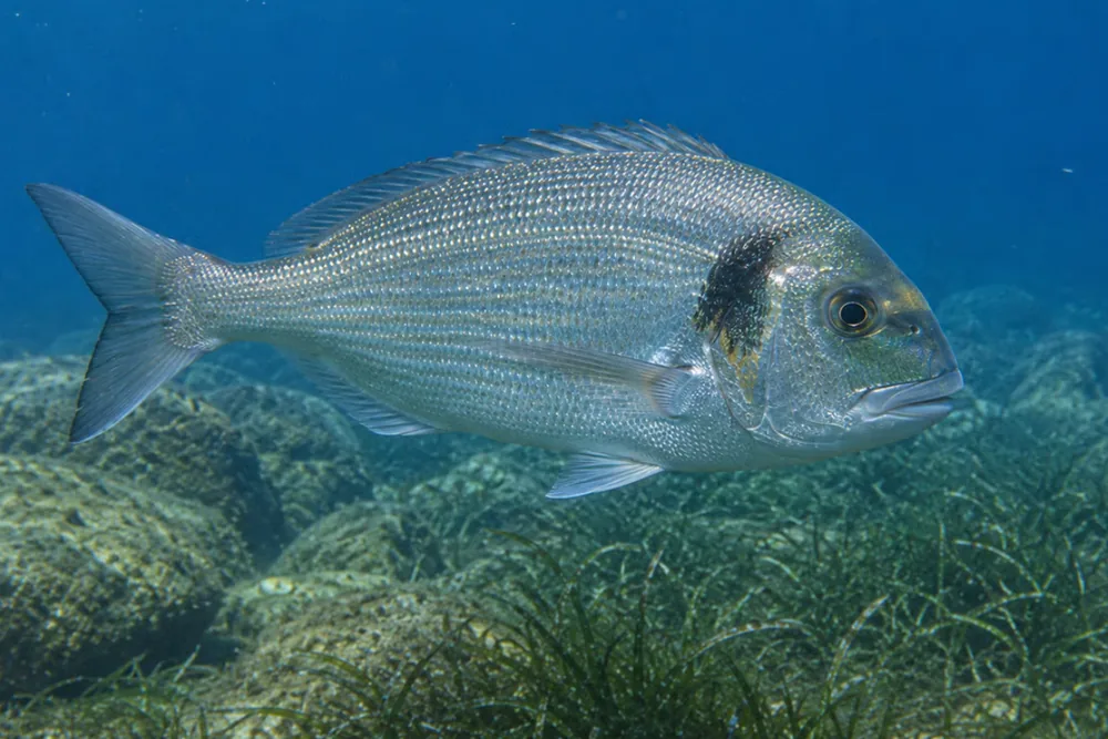 Photo d'une dorade royale de profil, Sparus aurata